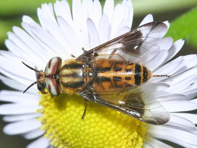 Chrysops lateralis (male)