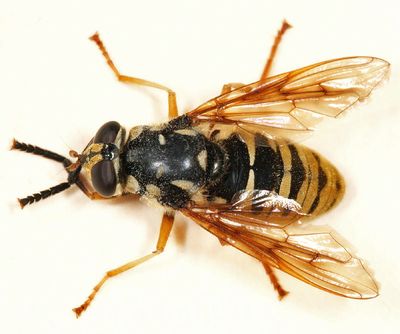 Temnostoma alternans