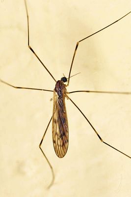 Limonia novaeangliae