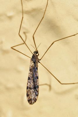 Dicranophragma angustulum