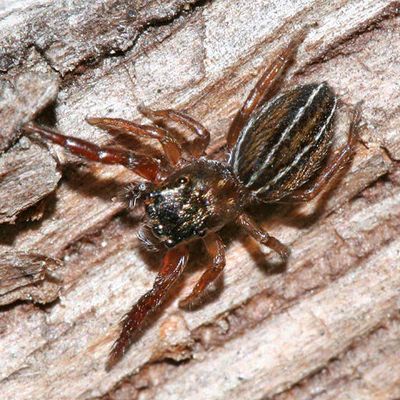Jumping Spiders - Genus Marpissa