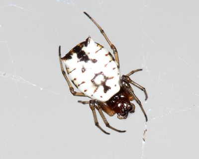 White Micrathena - Micrathena mitrata