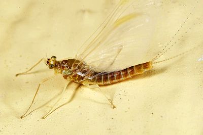Ephemerella invaria