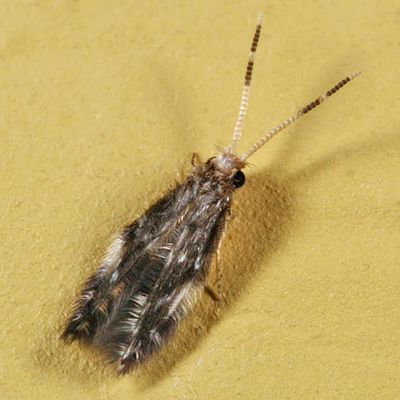 Leucrotricia sp.