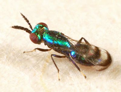 Closterocerus sp.