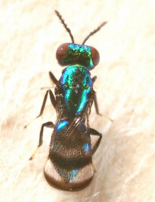 Closterocerus sp.