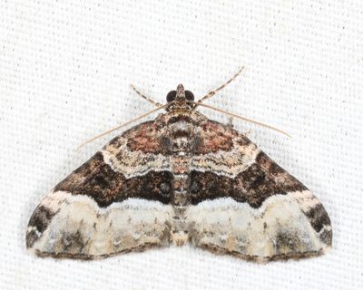 7399 - Sharp-angled Carpet - Euphyia intermediata