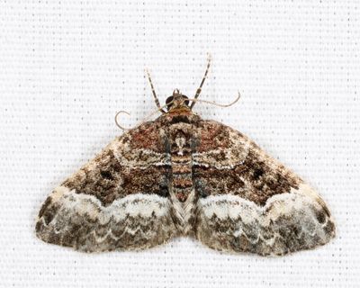 7399 - Sharp-angled Carpet - Euphyia intermediata