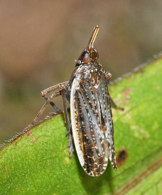 Scolops angustatus