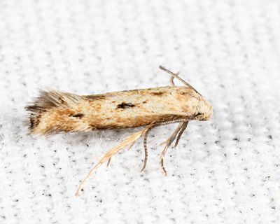 Elachista tetragonella species group