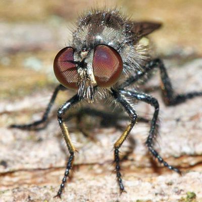 Holopogon oriens?