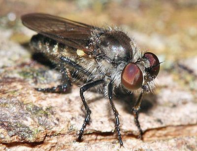 Holopogon oriens?