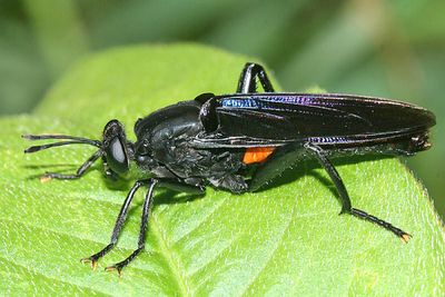 Mydas clavatus