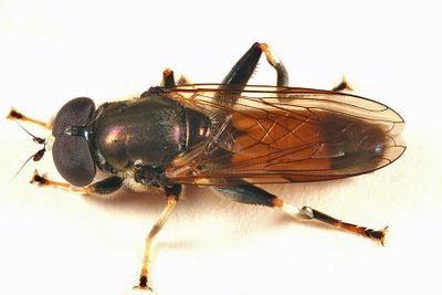 Xylota segnis