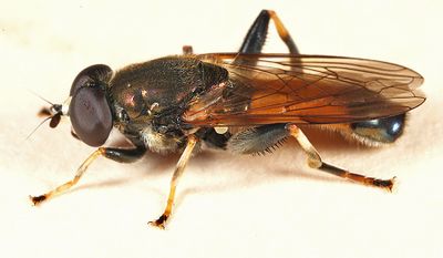 Xylota segnis