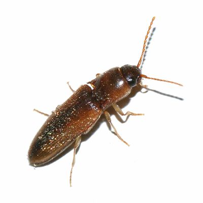 Glyphonyx recticollis