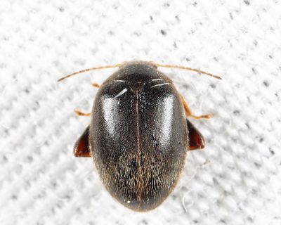 Scirtes tibialis