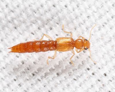 Palaminus sp.