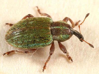 Black-beaked Green Weevil - Hypera nigrirostris