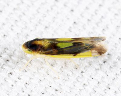 Eupteryx flavoscuta