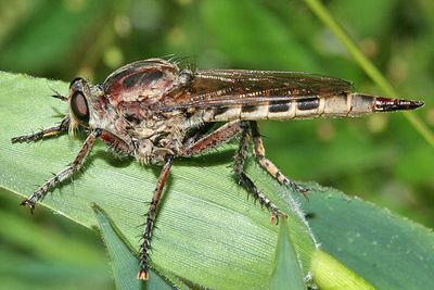 Triorla interrupta