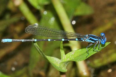 Blue-ringed Dancer - Argia sedula