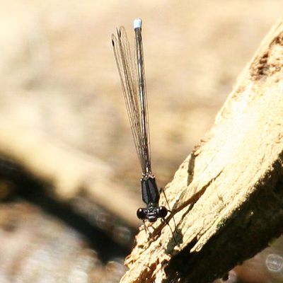 Blue-tipped Dancer - Argia tibialis