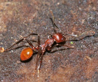 Aphaenogaster tennesseensis