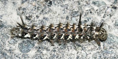 9177 - Black Zigzag - Panthea acronyctoides
