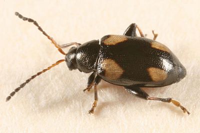 Phyllotreta bipustulata