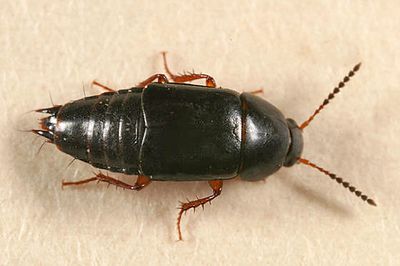 Tachinus picipes