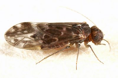 Peripsocus madescens