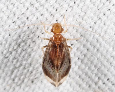 Polypsocus corruptus