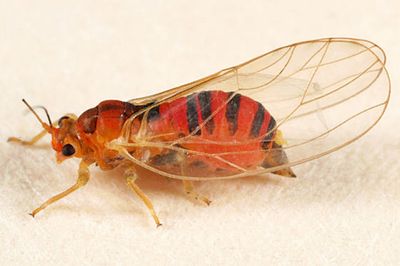 Psylla trimaculata (late season form)