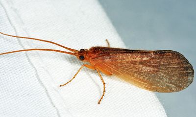 Eastern Boxed-wing Sedge - Ironoquia lyrata