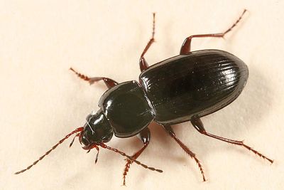 Pterostichus femoralis