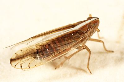 Stenocranus felti
