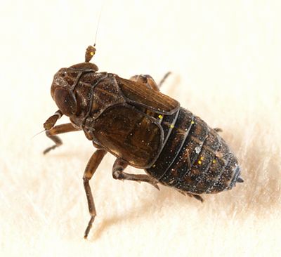 Nothodelphax lineatipes (female)