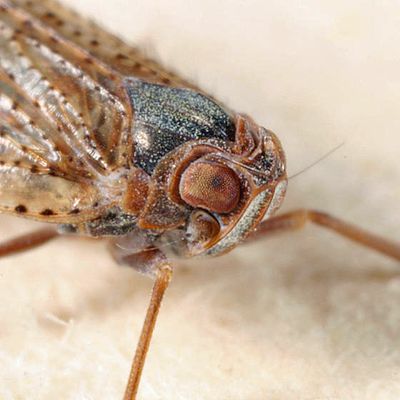 Cixius misellus