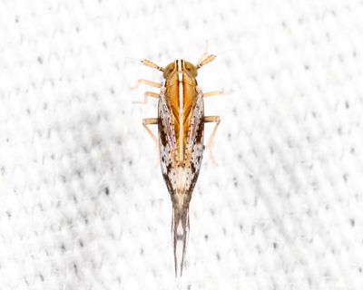 Liburniella ornata