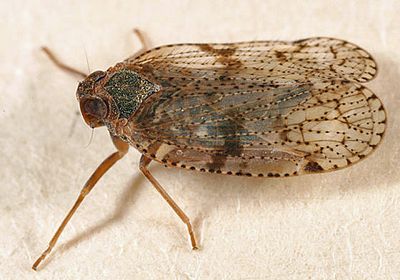 Cixius misellus