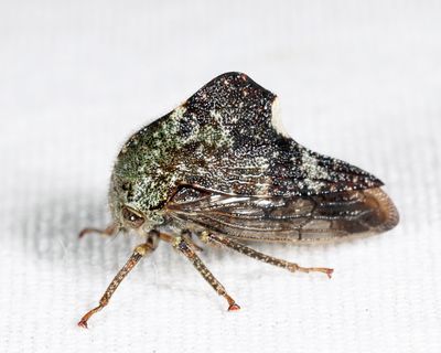 Heliria gemma