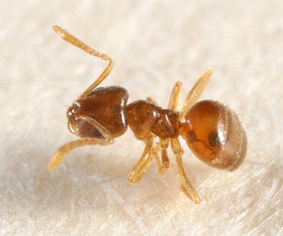 Brachymyrmex depilis