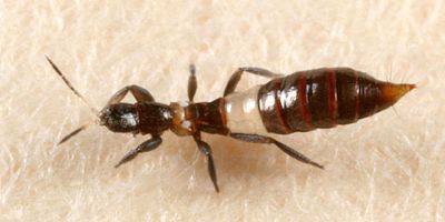 Aeolothrips albicinctus