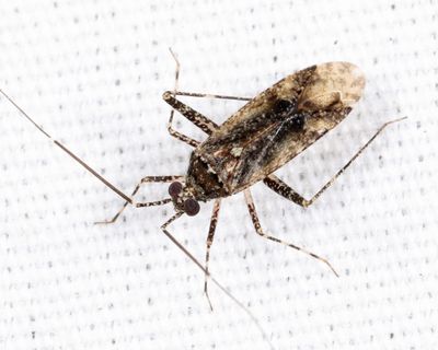 Phytocoris purvus