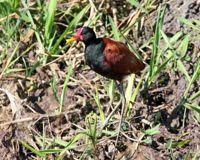 Wattled Jacana - Jacana jacana