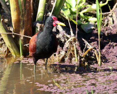 Wattled Jacana - Jacana jacana