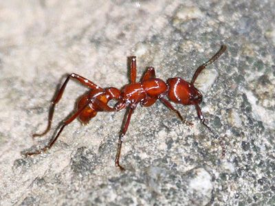 Gnamptogenys concinna