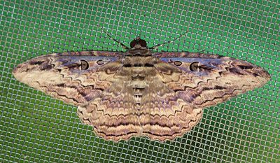 Trinidad & Tobago Moths