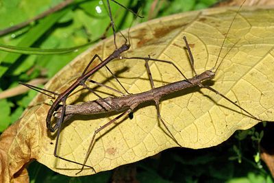 Walkingstick - Ocnophiloidea regularis  (mating)
